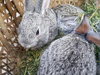 前BioWare老兵抨击EA：只有高管热衷于AI开发